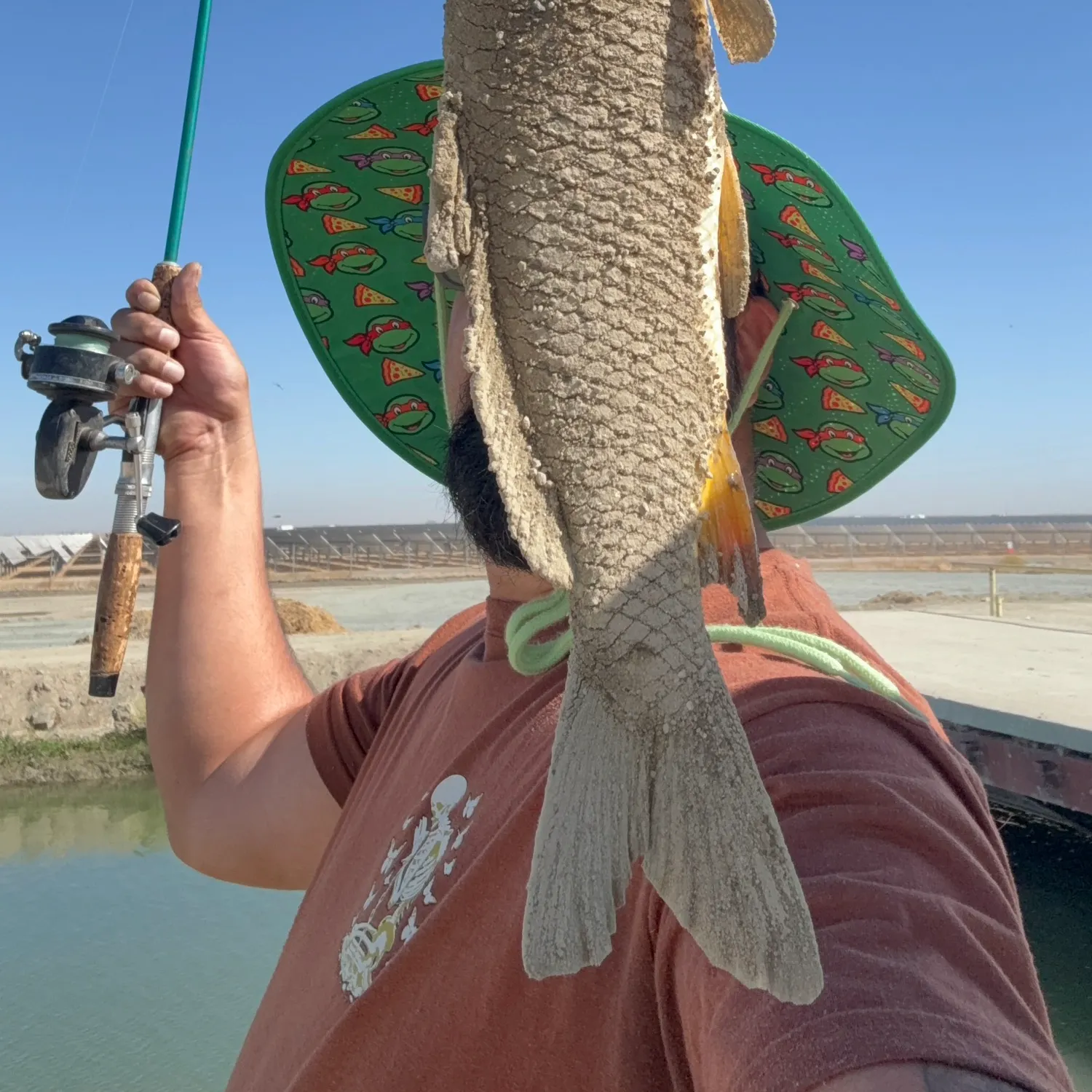 Common carp caught on Fishbrain