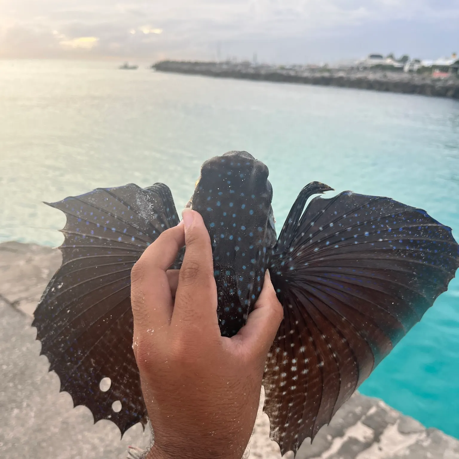 The most recent Flying gurnard catches on Fishbrain