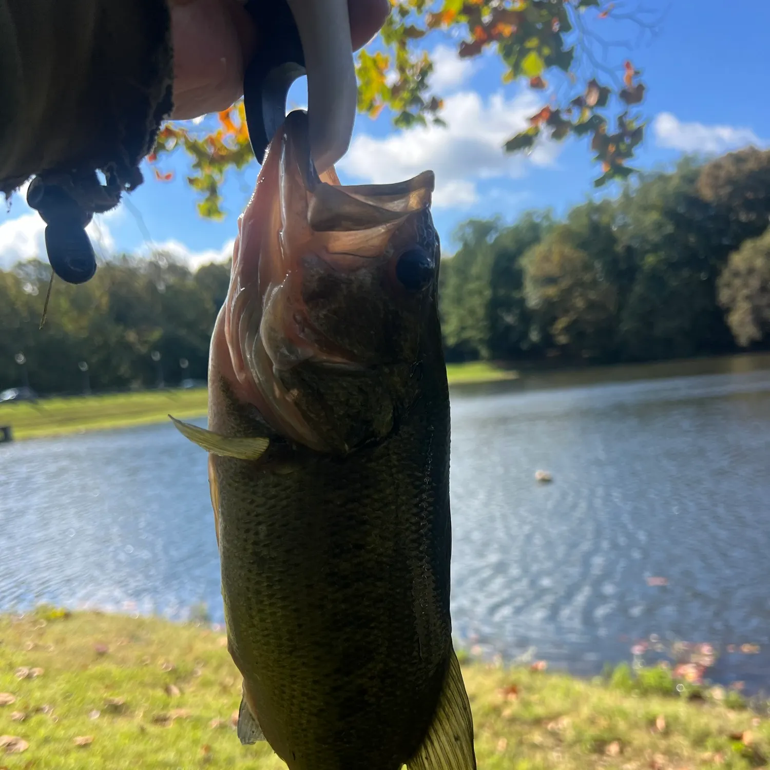 Fish caught on Fishbrain