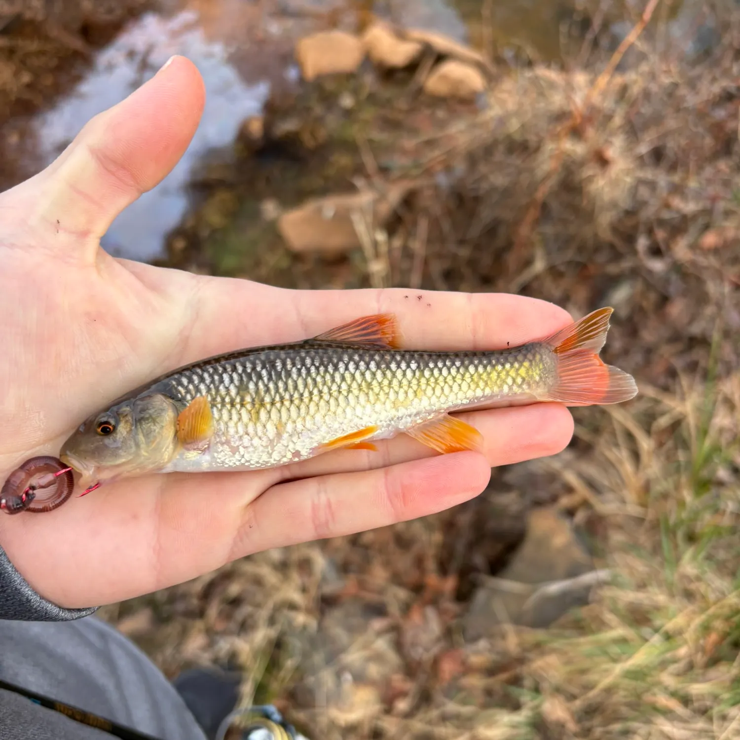 The most recent River chub catches on Fishbrain