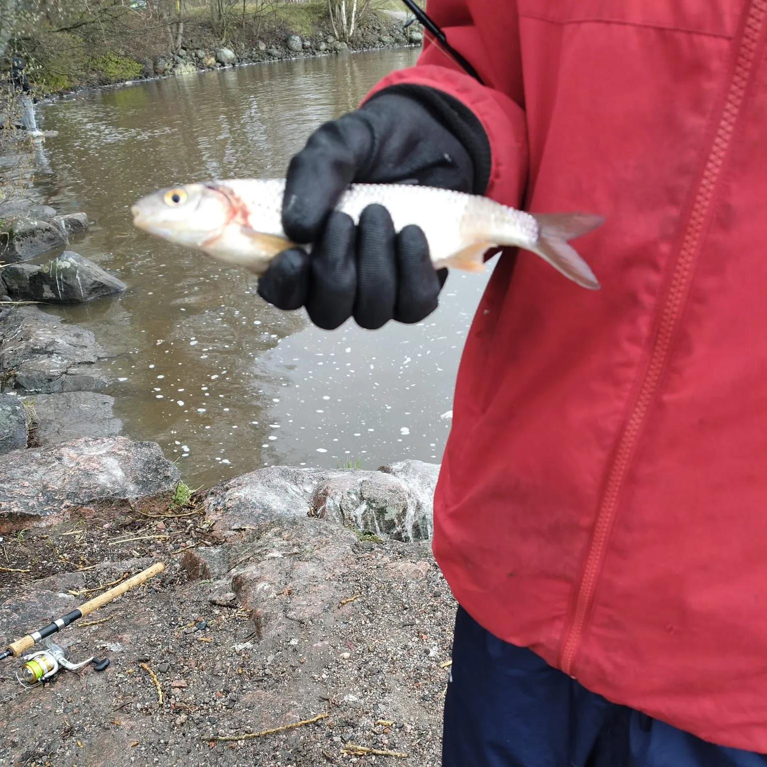 The most recent European whitefish catches on Fishbrain