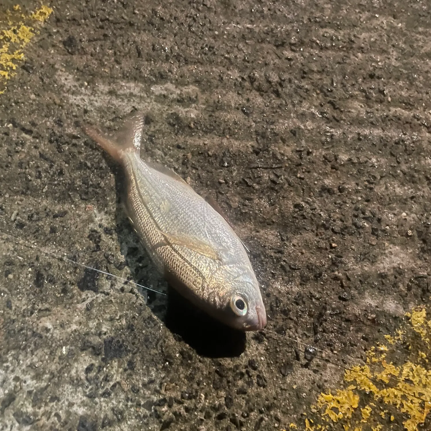 The most recent Red seabream catches on Fishbrain