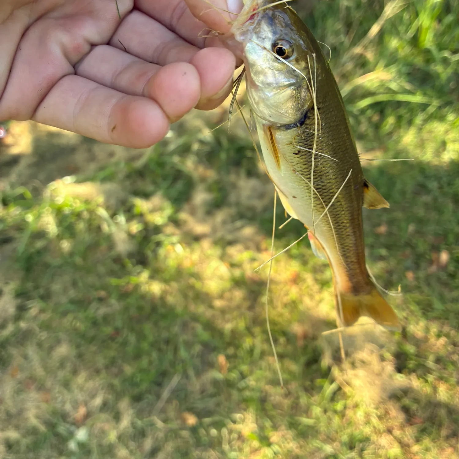 Fish caught on Fishbrain
