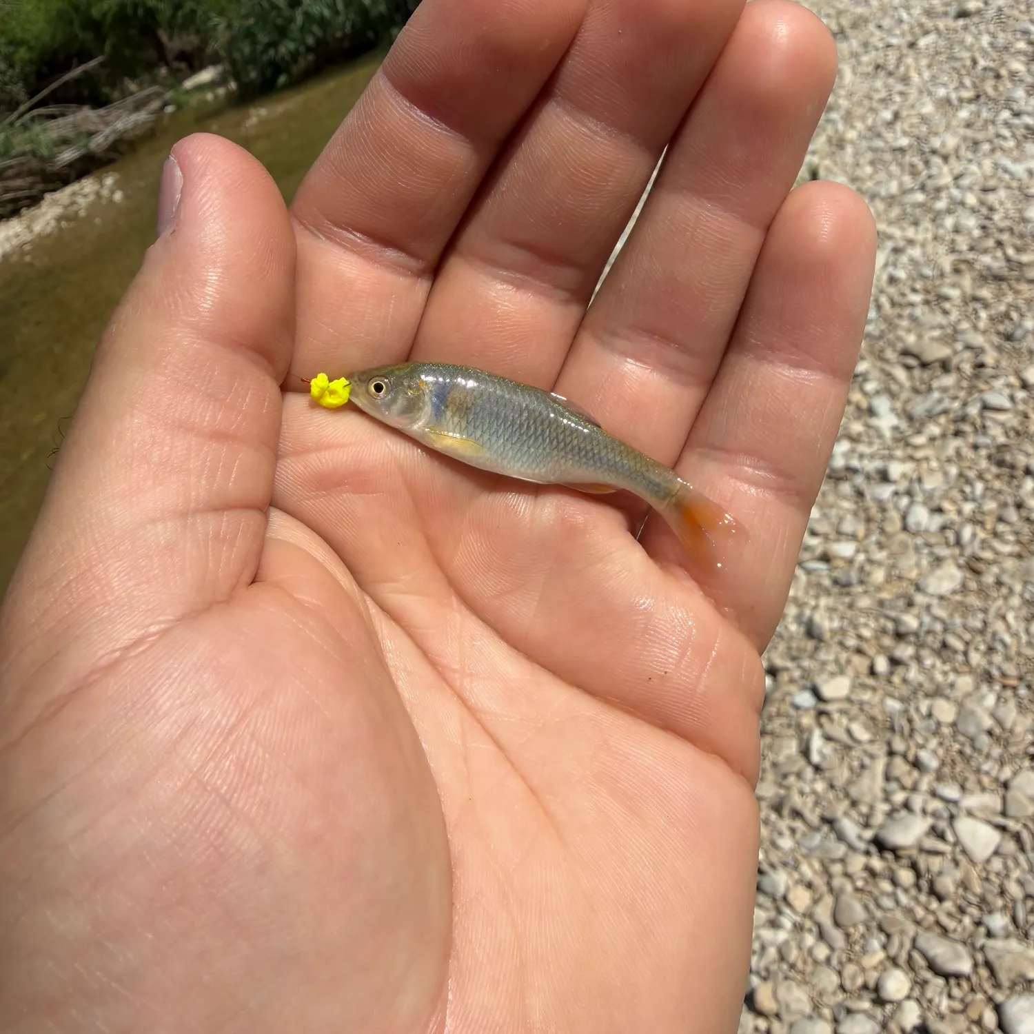 The most recent Red shiner catches on Fishbrain