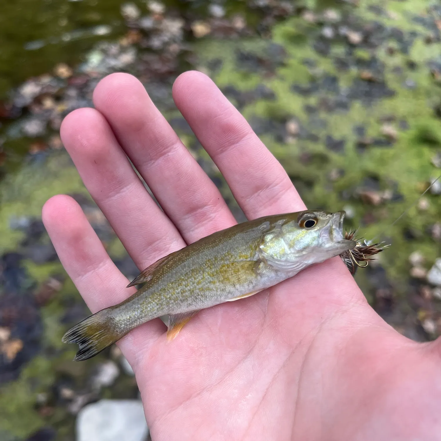 Smallmouth bass caught on Fishbrain