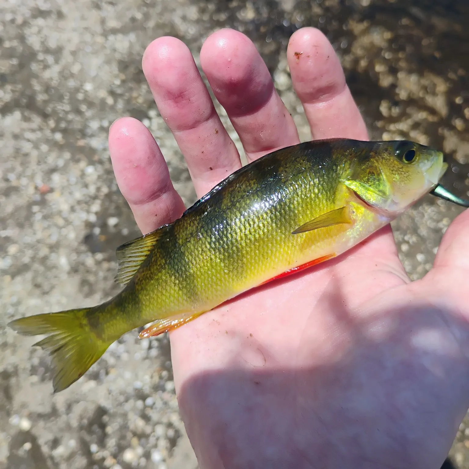 Yellow perch caught on Fishbrain