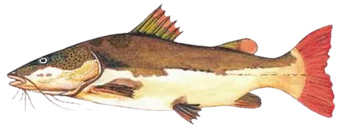 Redtail catfish