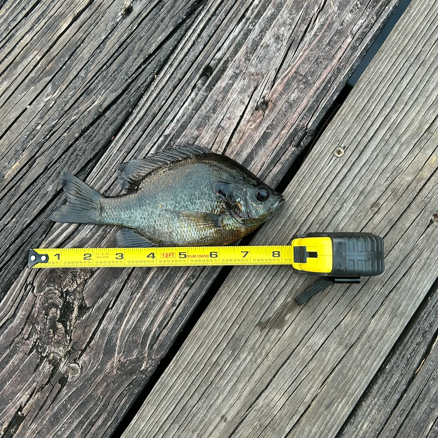 recently logged catches