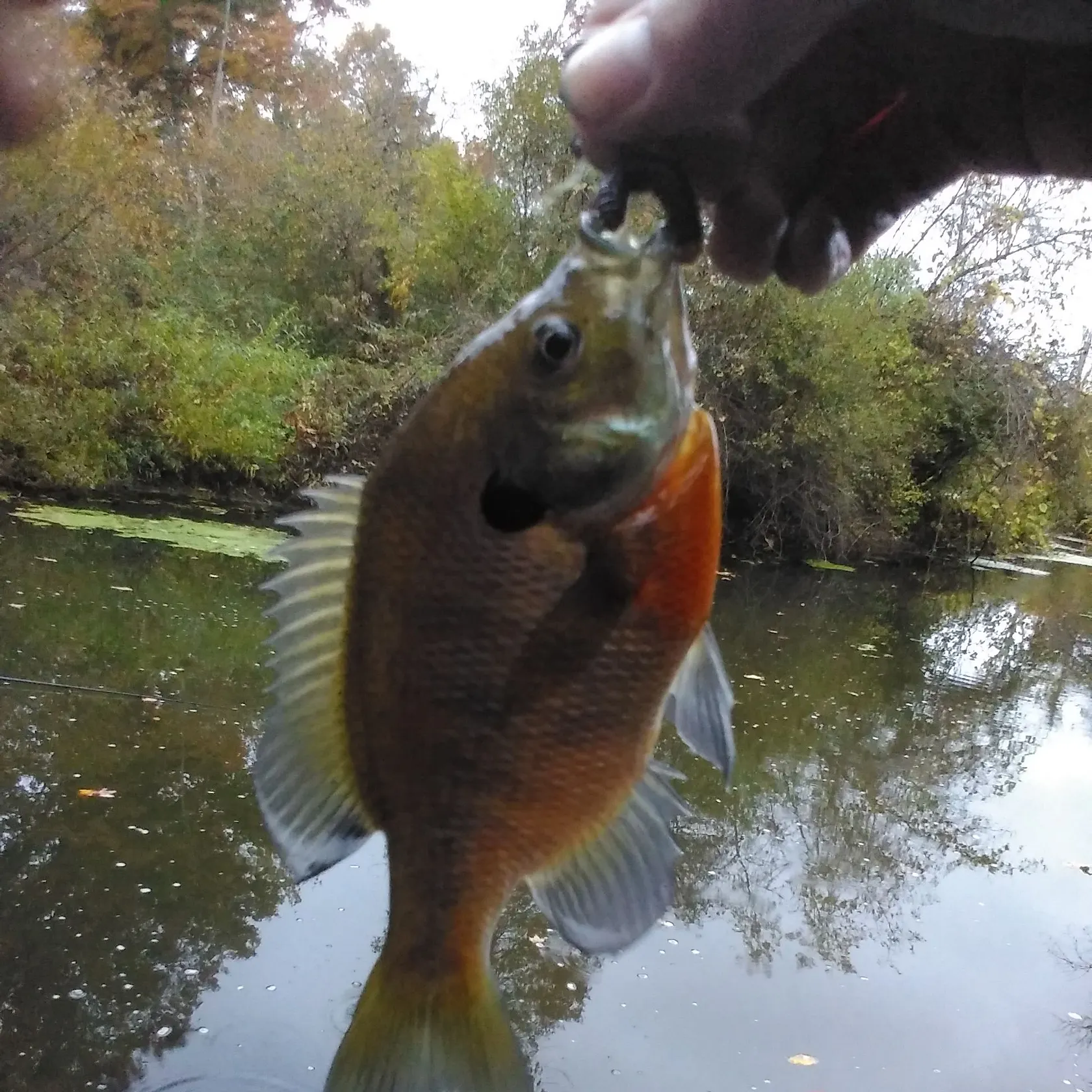 catch