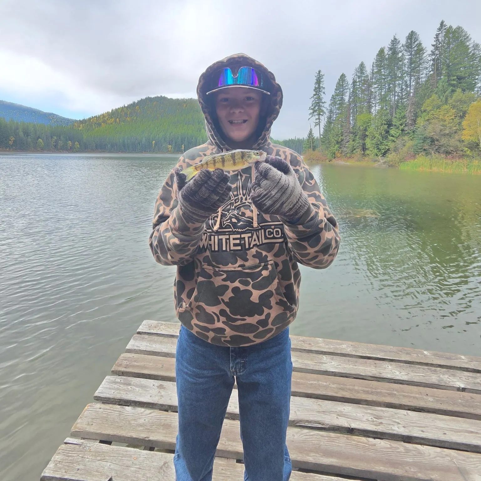 Yellow perch caught on Fishbrain