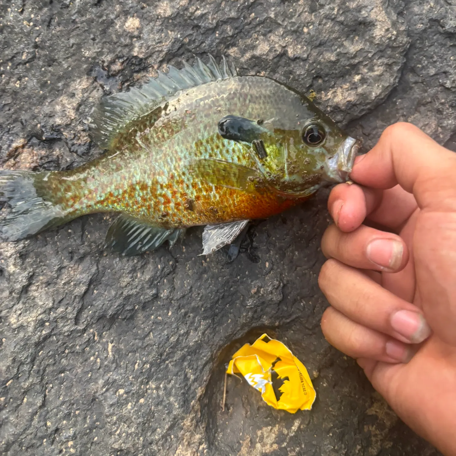 Redbreast sunfish caught on Fishbrain