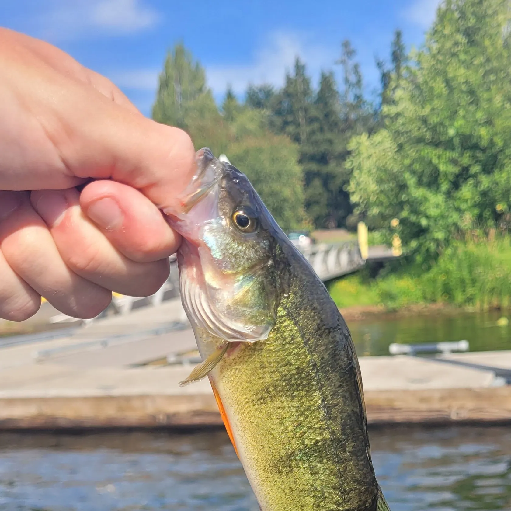 catch