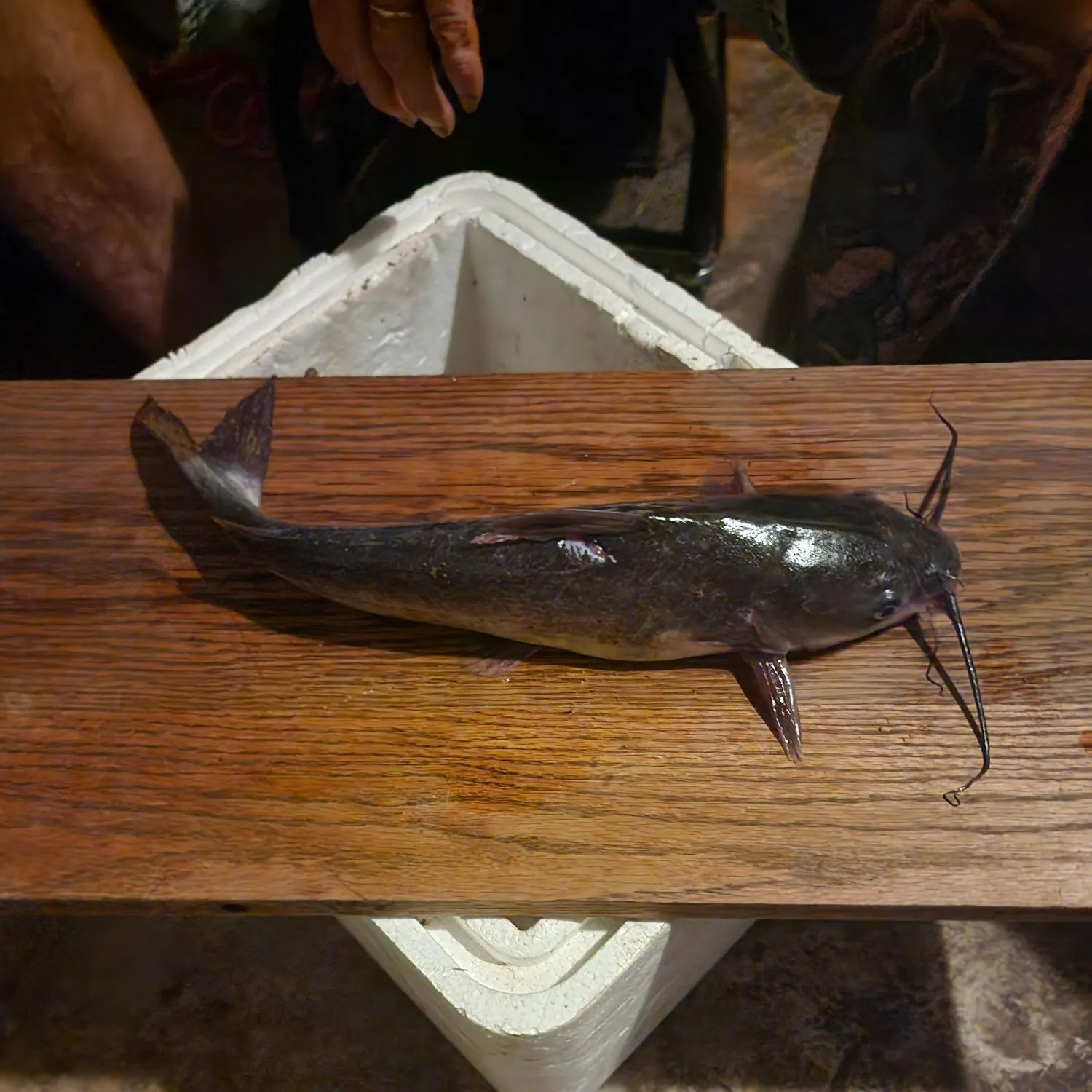Channel catfish caught on Fishbrain