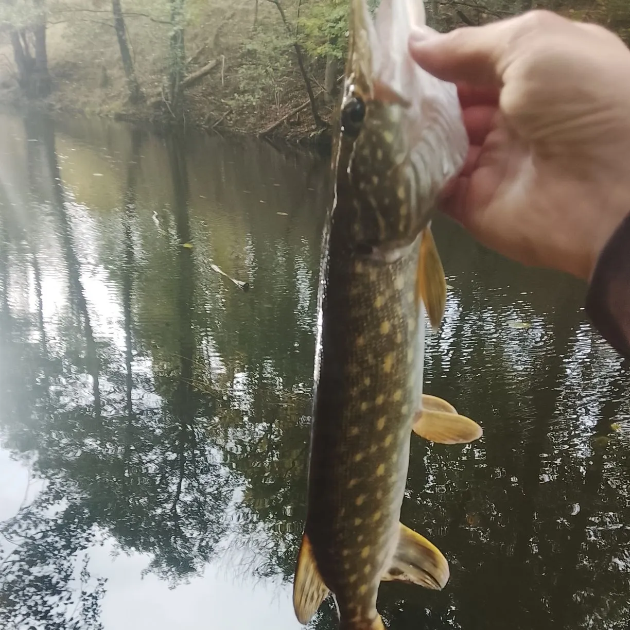 Northern pike caught on Fishbrain