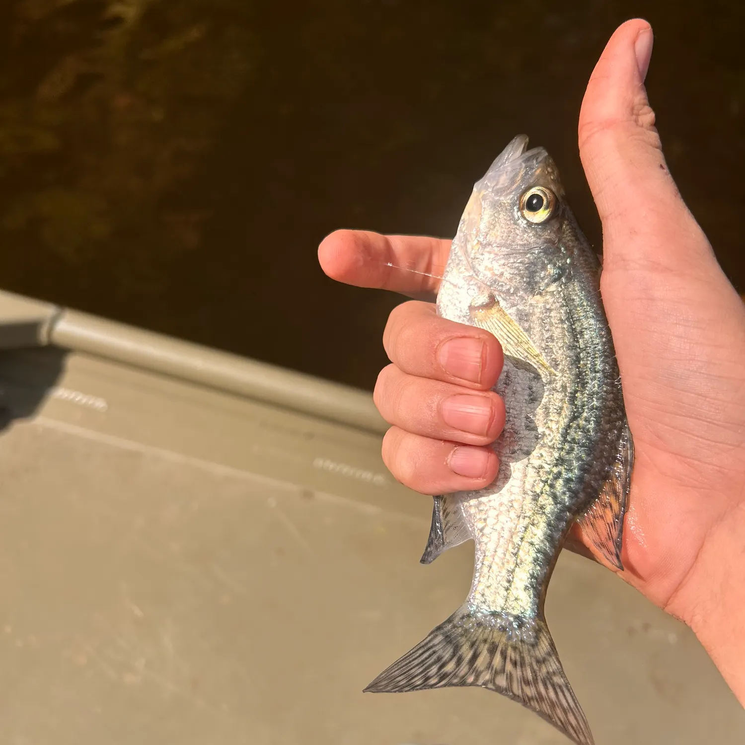 Black crappie caught on Fishbrain
