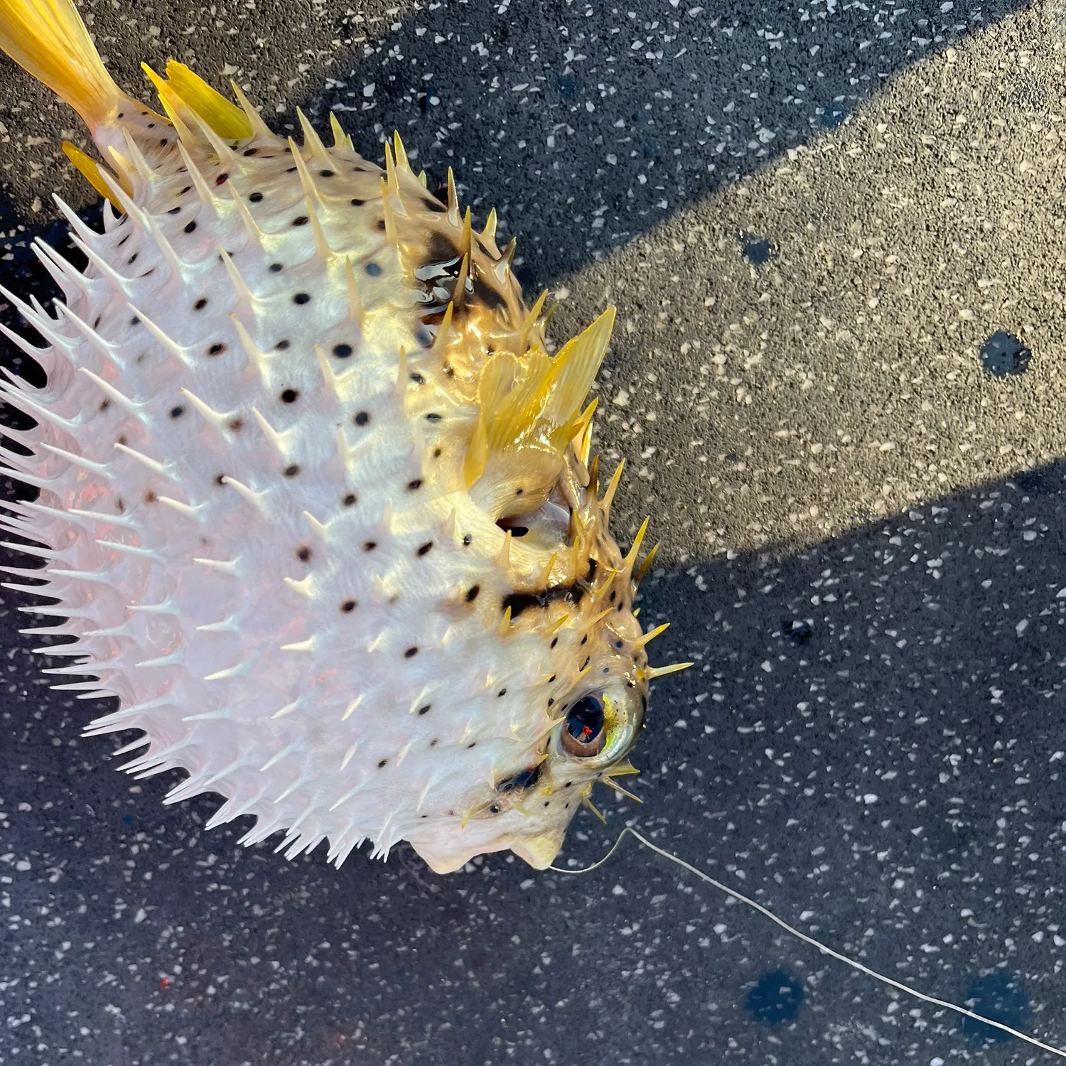 The most recent Three-barred porcupinefish catches on Fishbrain