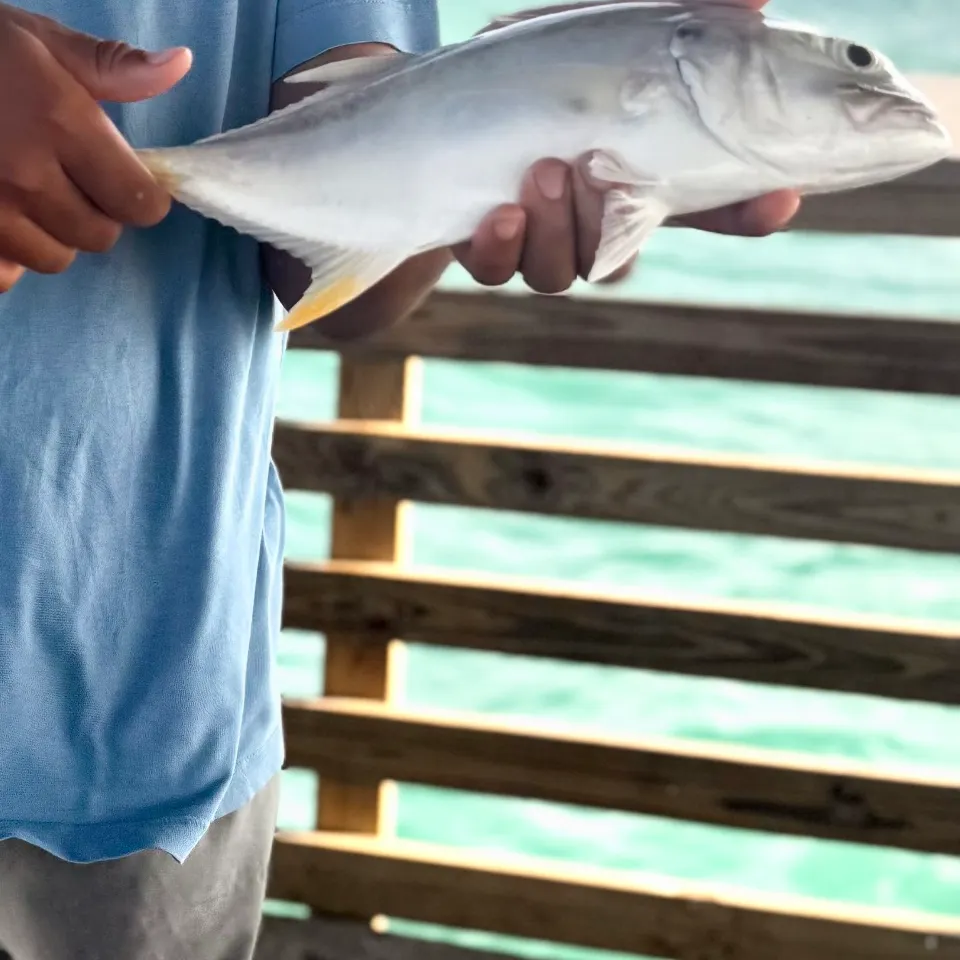 Crevalle jack caught on Fishbrain