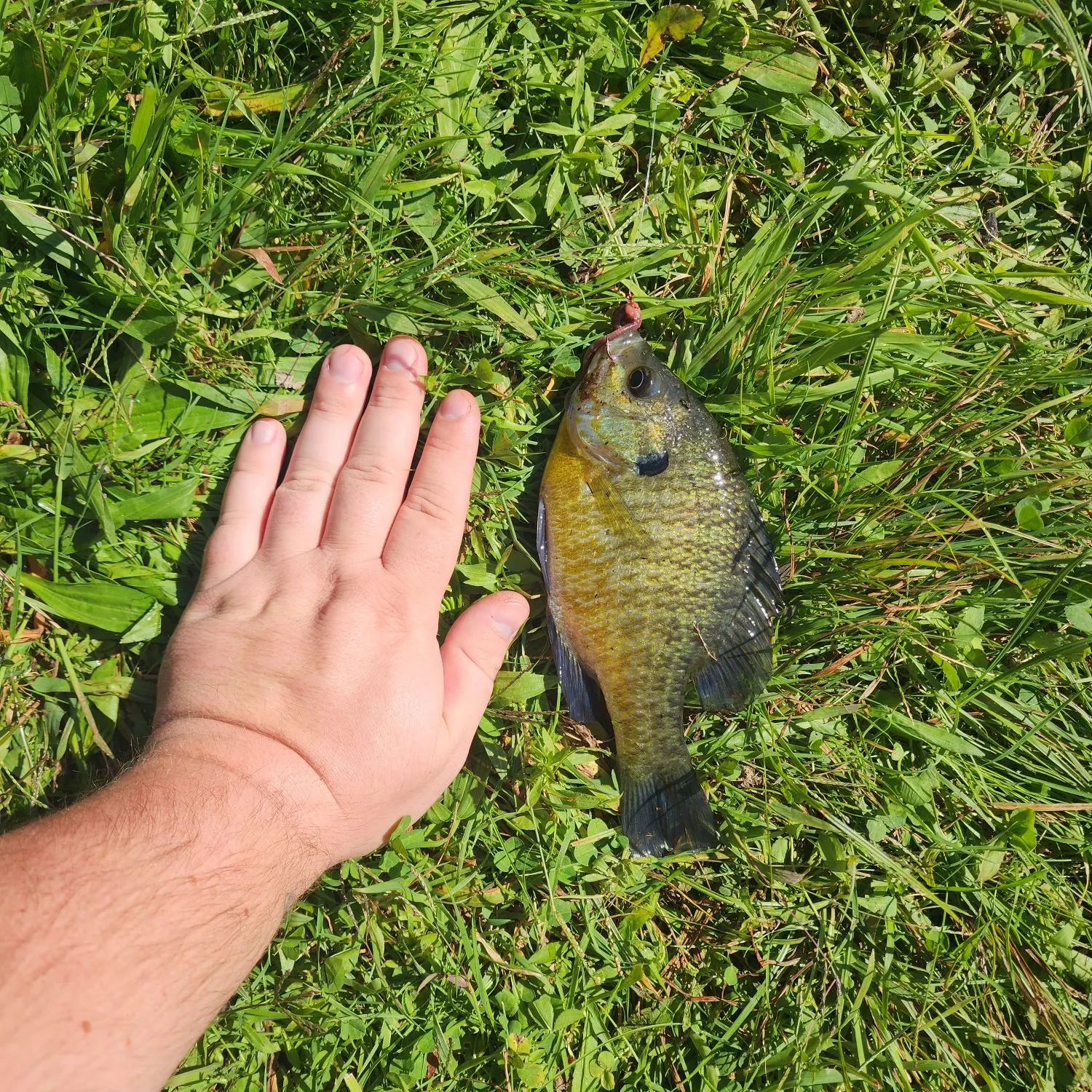Bluegill caught on Fishbrain