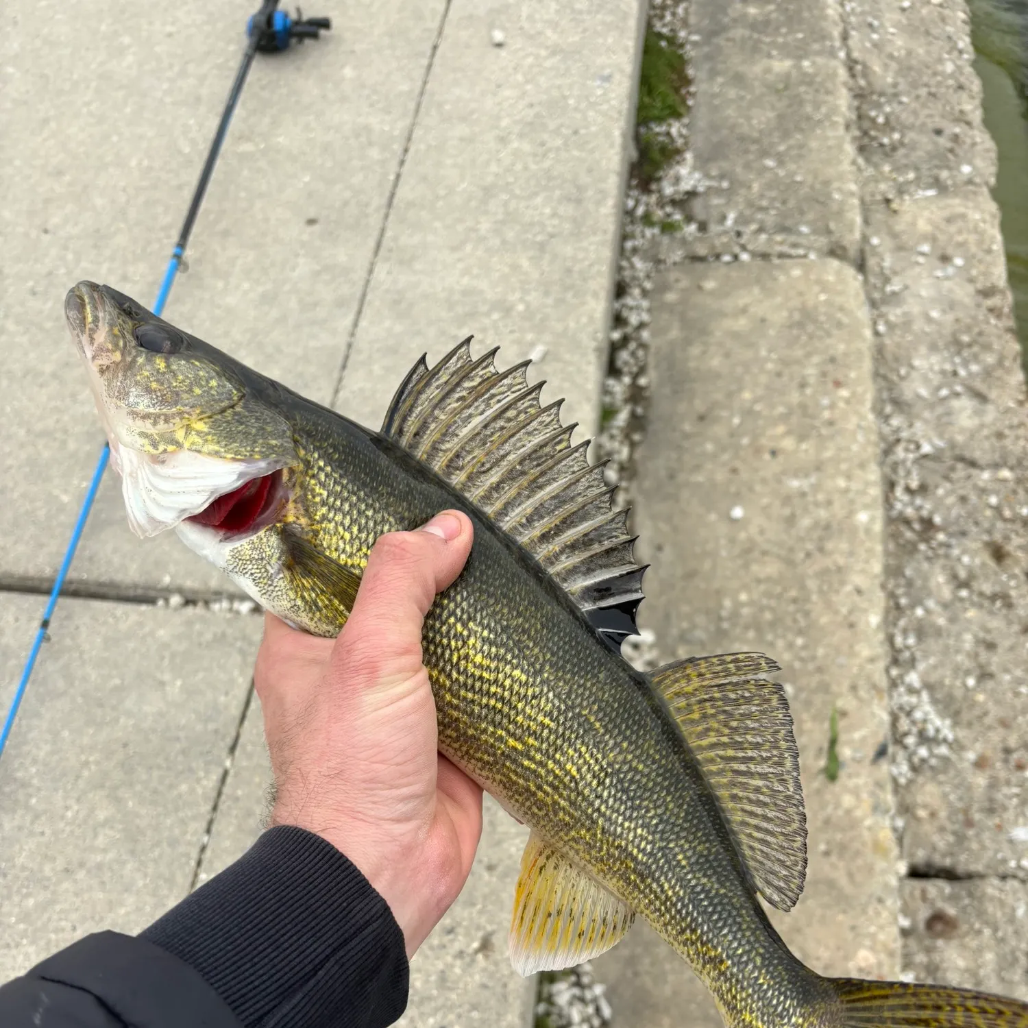 The most popular recent Sauger catch on Fishbrain