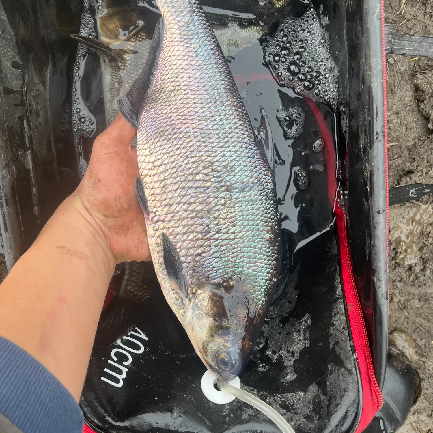 The most recent American gizzard shad catches on Fishbrain