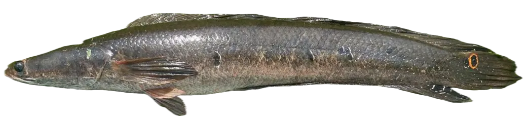 Bullseye snakehead