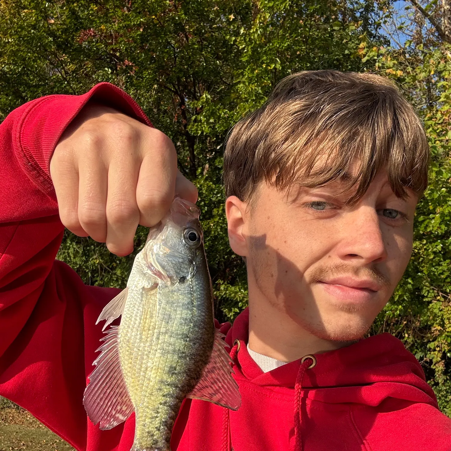 White crappie caught on Fishbrain