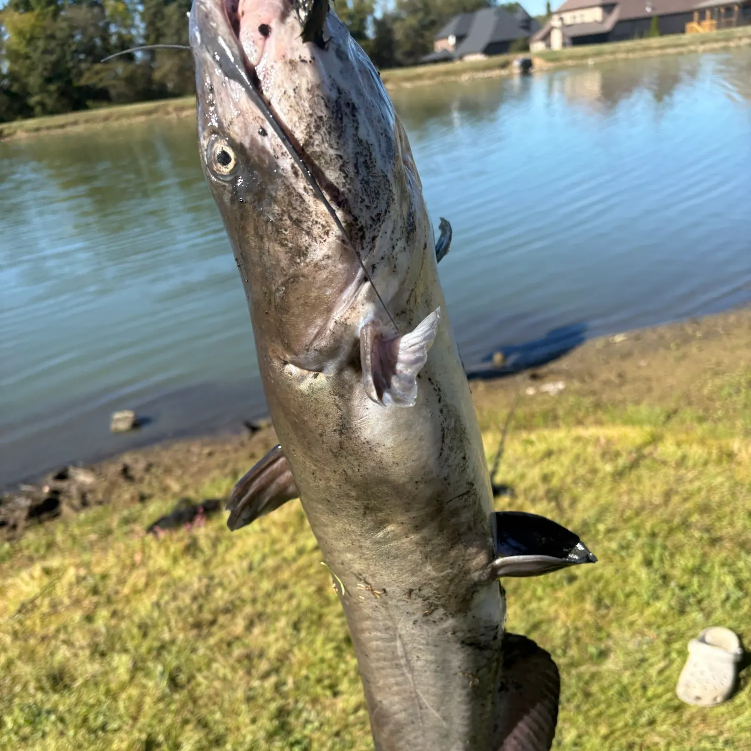 Channel catfish caught on Fishbrain