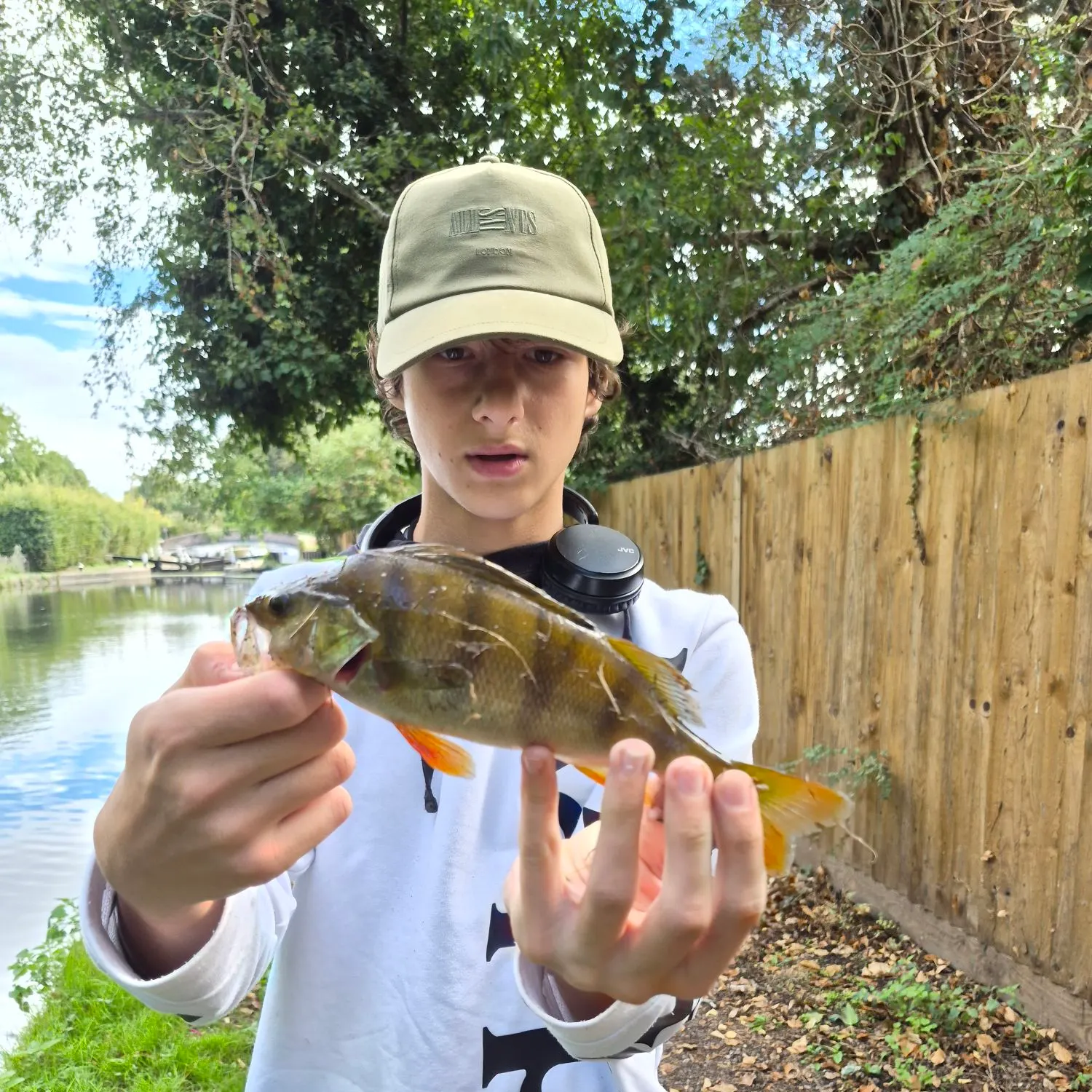 European perch caught on Fishbrain