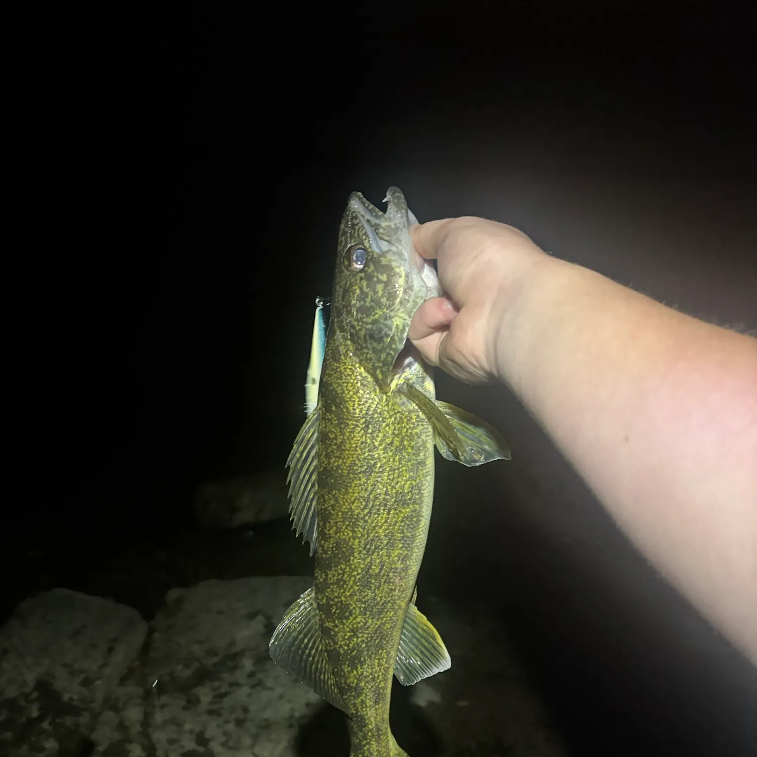 Walleye caught on Fishbrain
