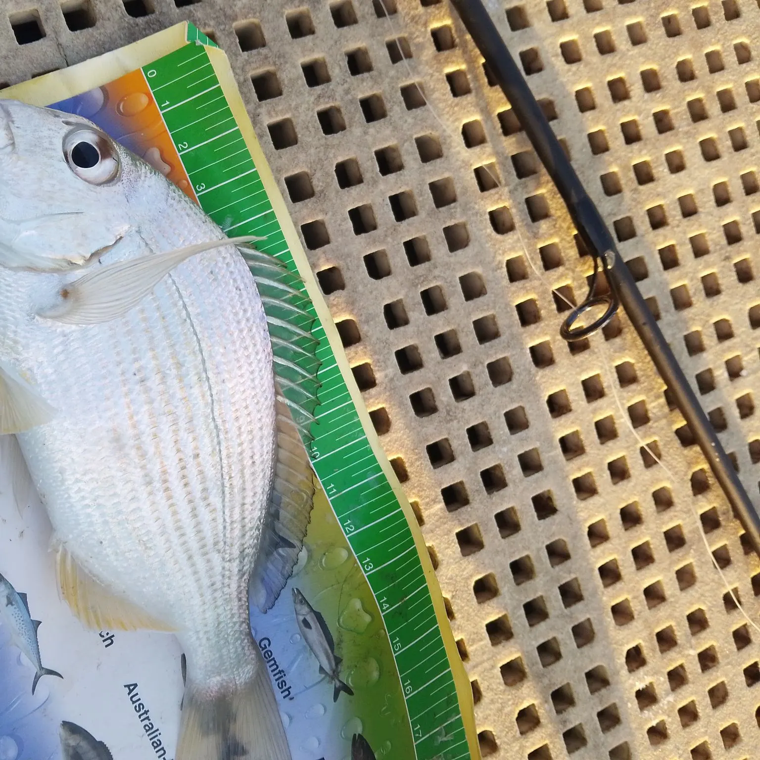 Goldlined seabream caught on Fishbrain