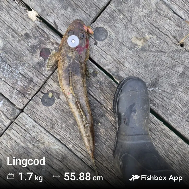 Dusky flathead caught on Fishbrain