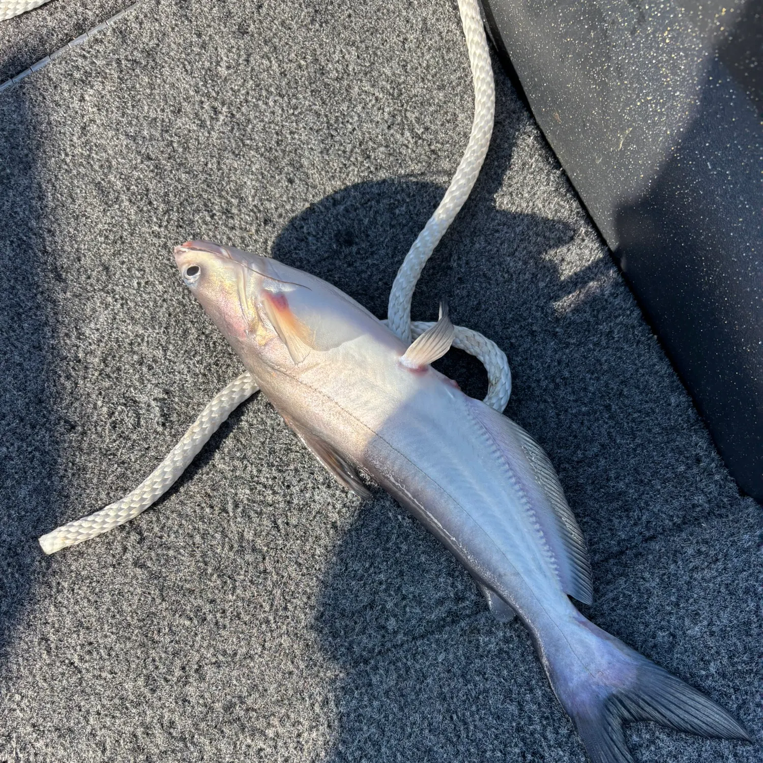 Blue catfish caught on Fishbrain