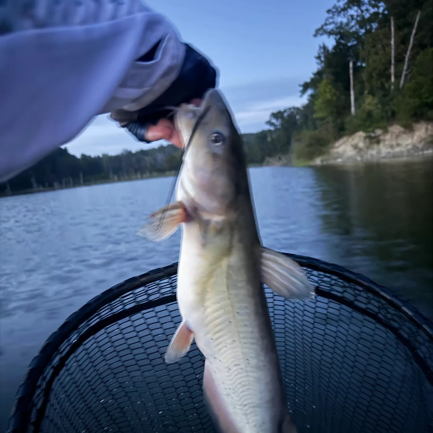 Channel catfish caught on Fishbrain