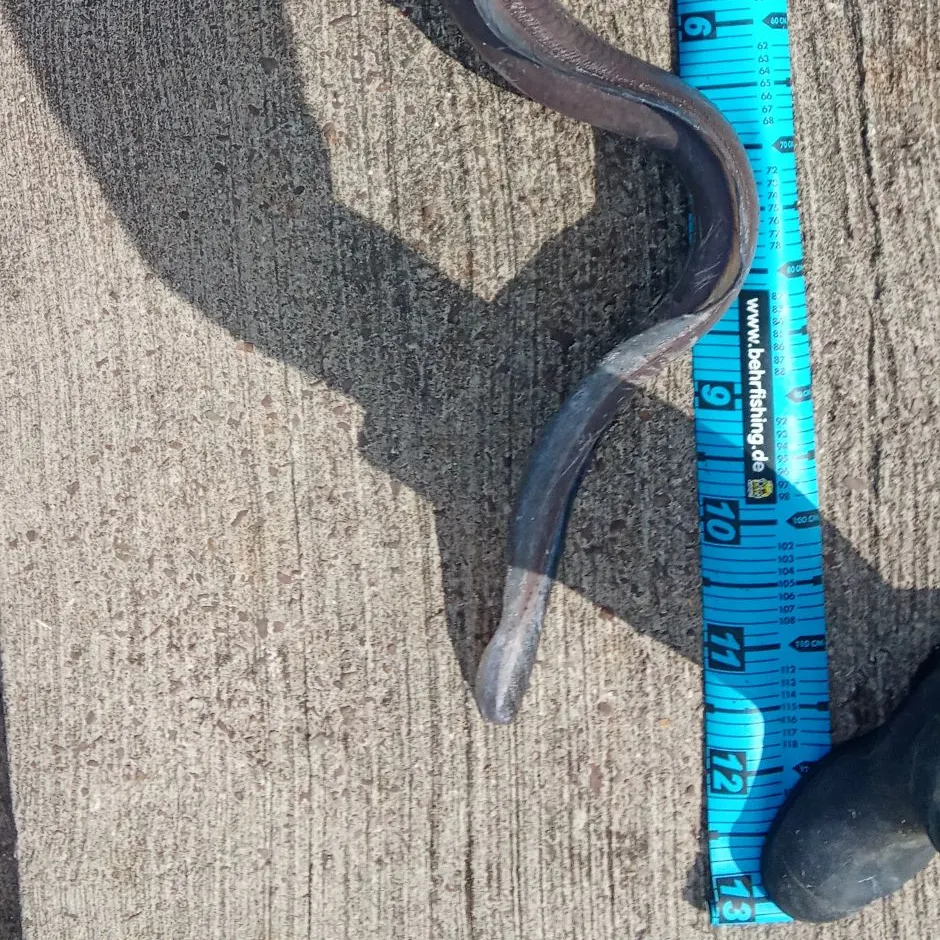 The most recent European conger catches on Fishbrain