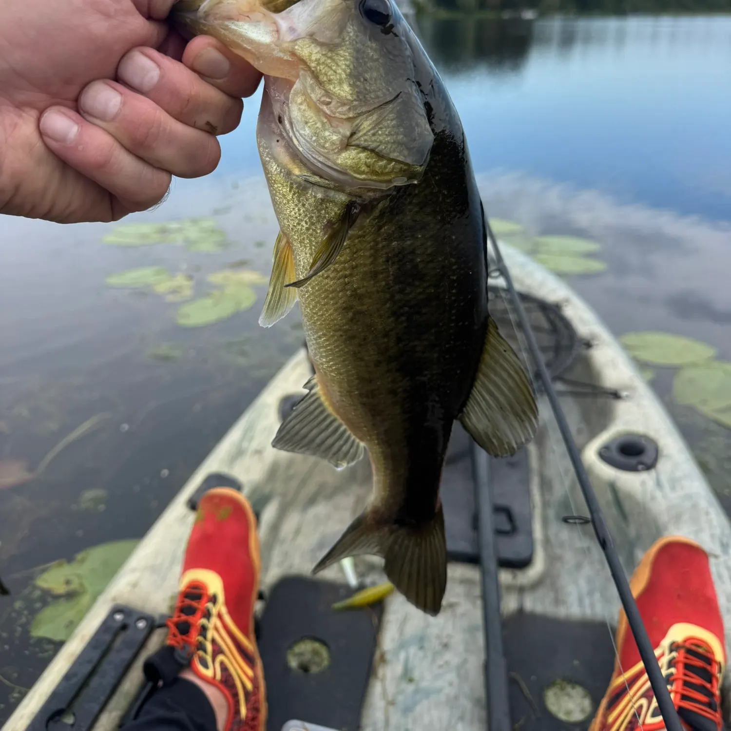 Largemouth bass caught on Fishbrain