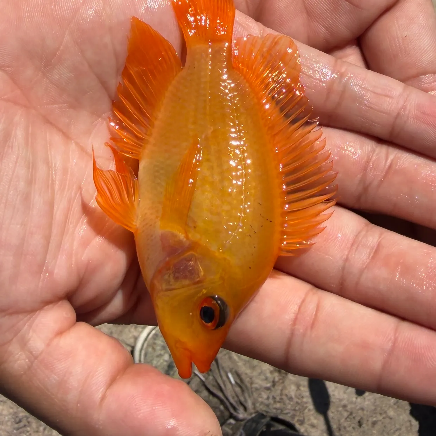The most recent Midas cichlid catches on Fishbrain