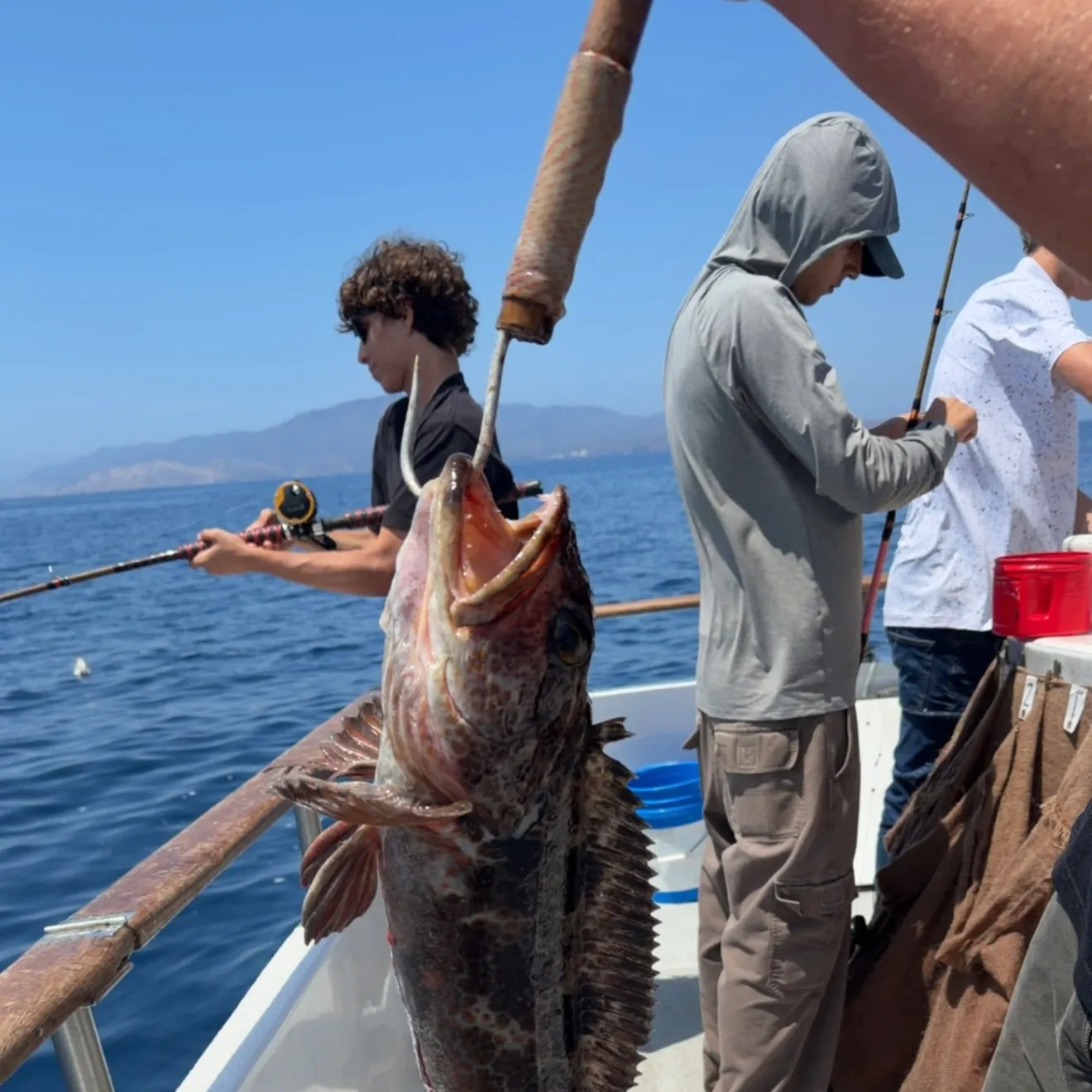 Lingcod caught on Fishbrain