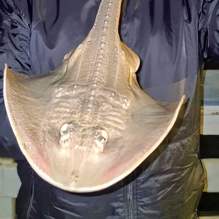 The most recent Starry ray catches on Fishbrain