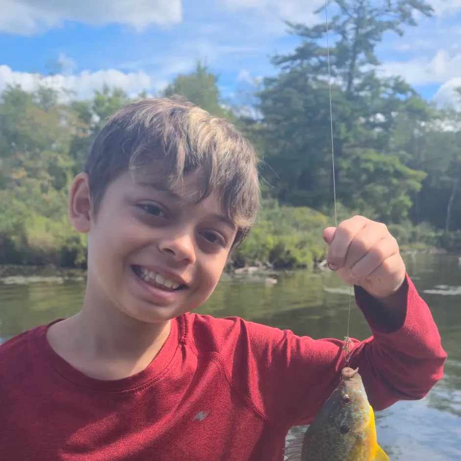 Pumpkinseed caught on Fishbrain