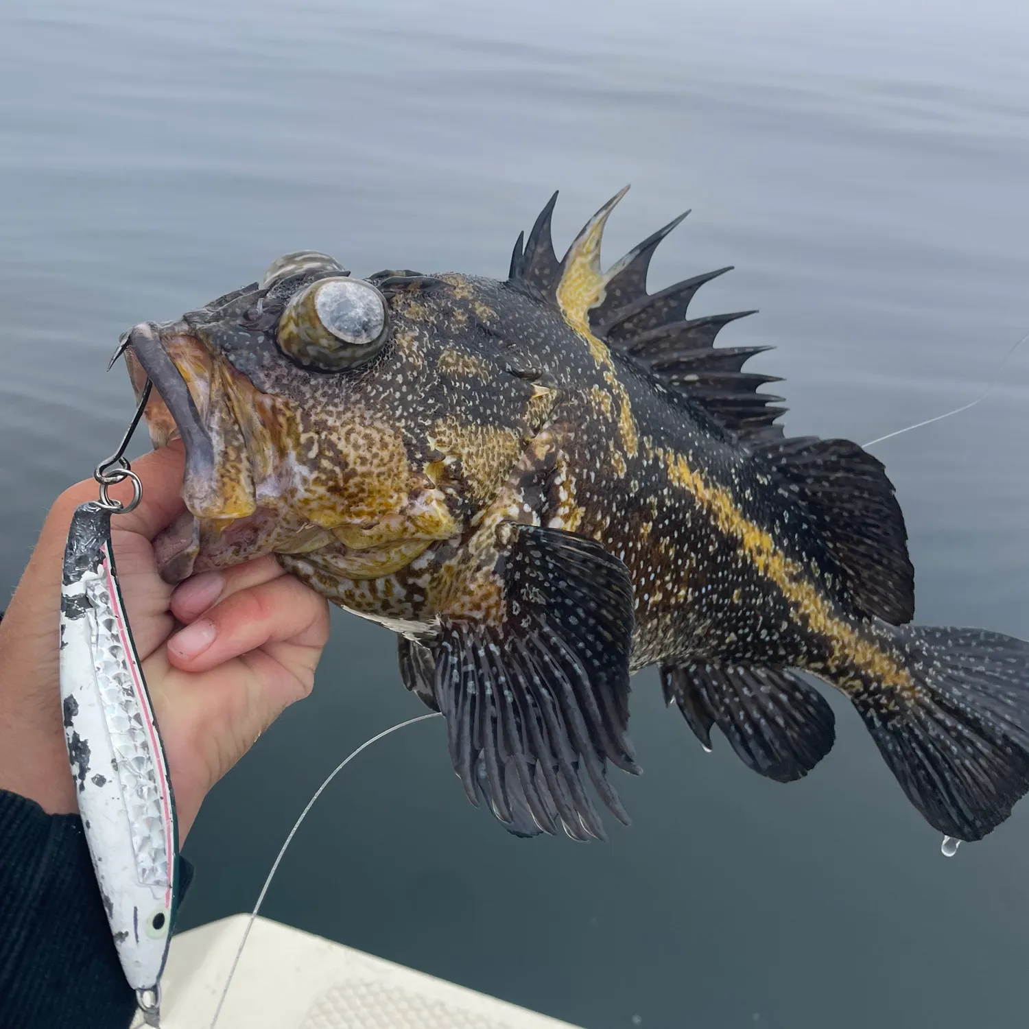 The most recent China rockfish catches on Fishbrain