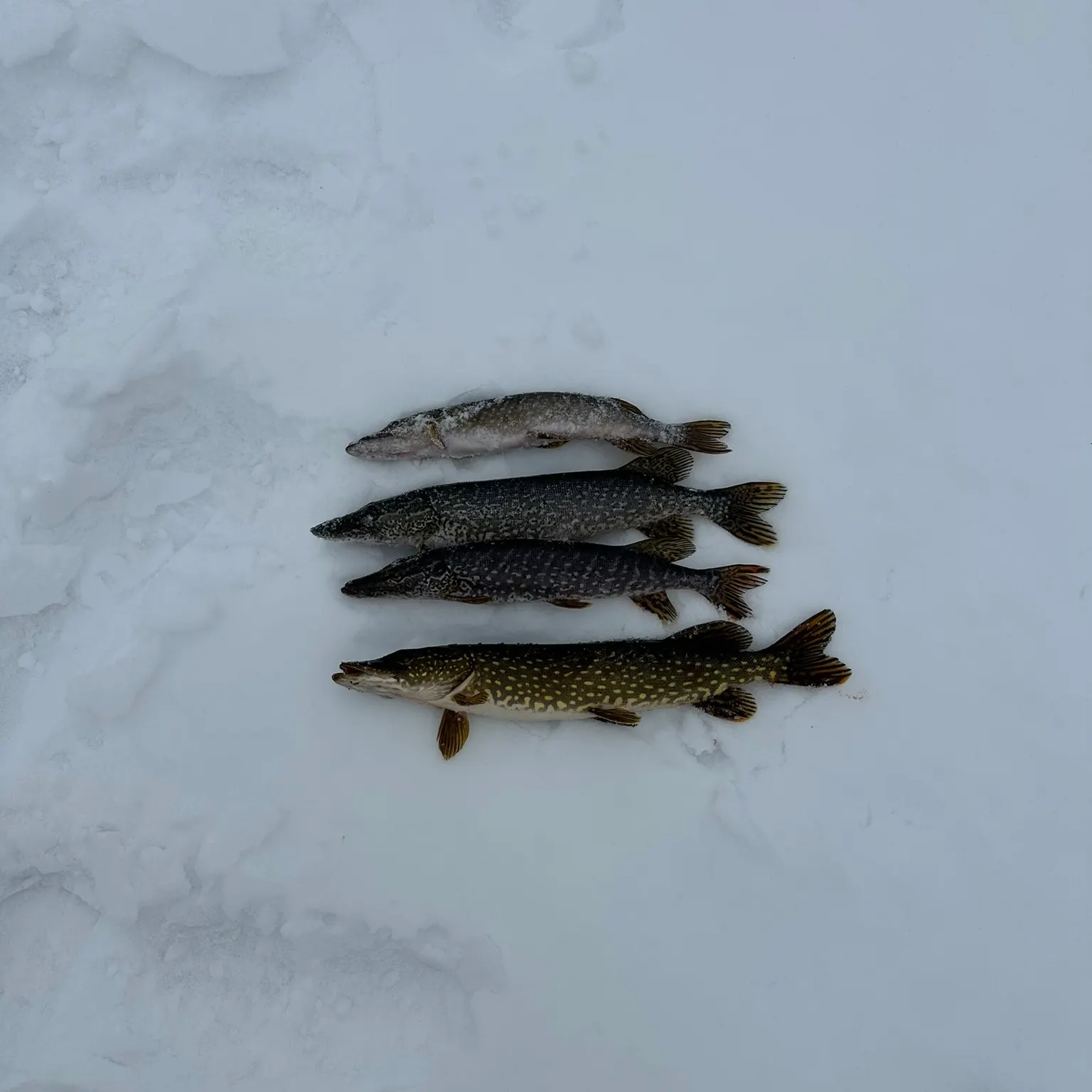 recently logged catches