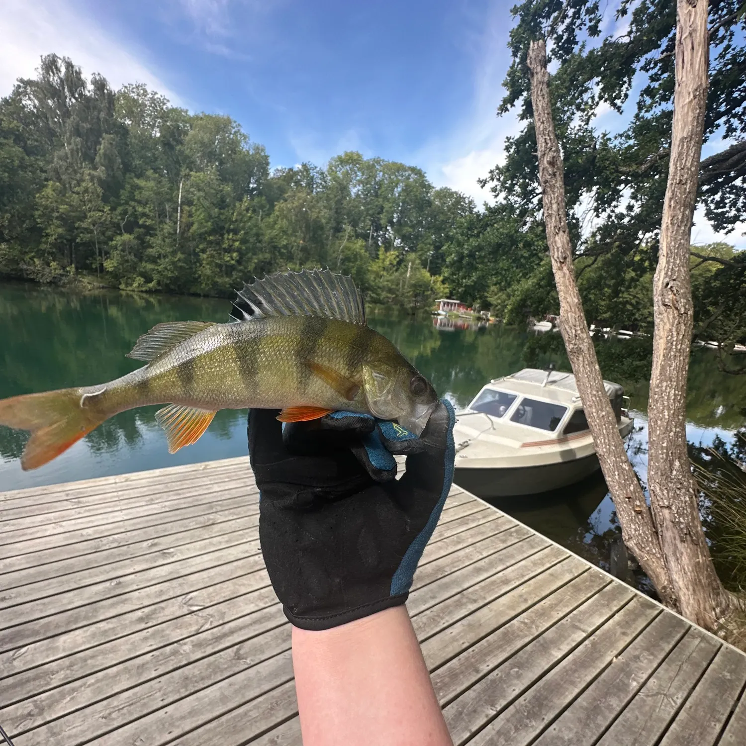 European perch caught on Fishbrain