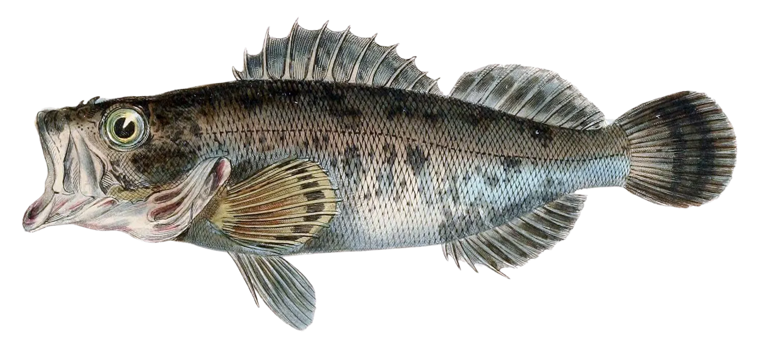 Japanese red rockfish