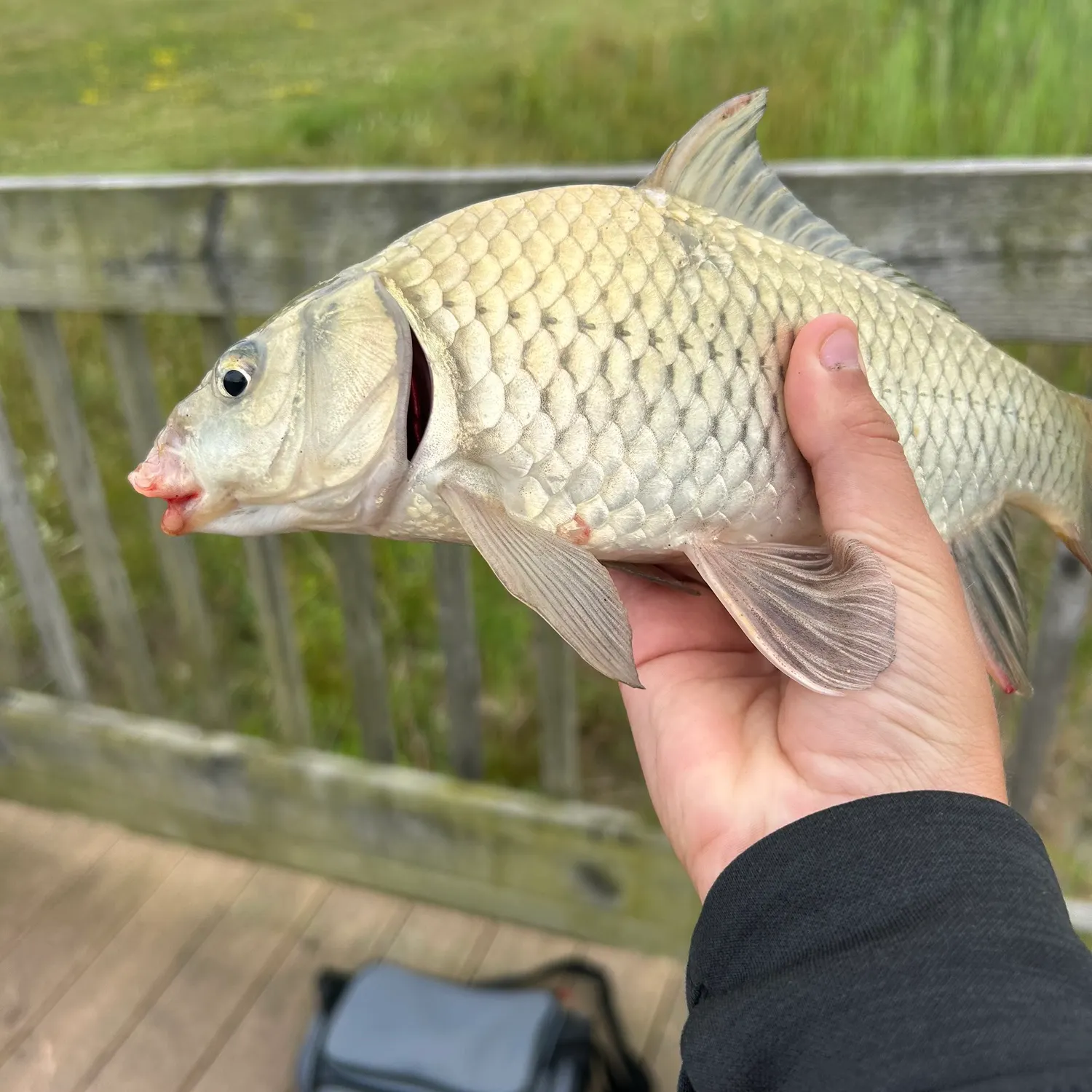 The most recent Silver carp catches on Fishbrain