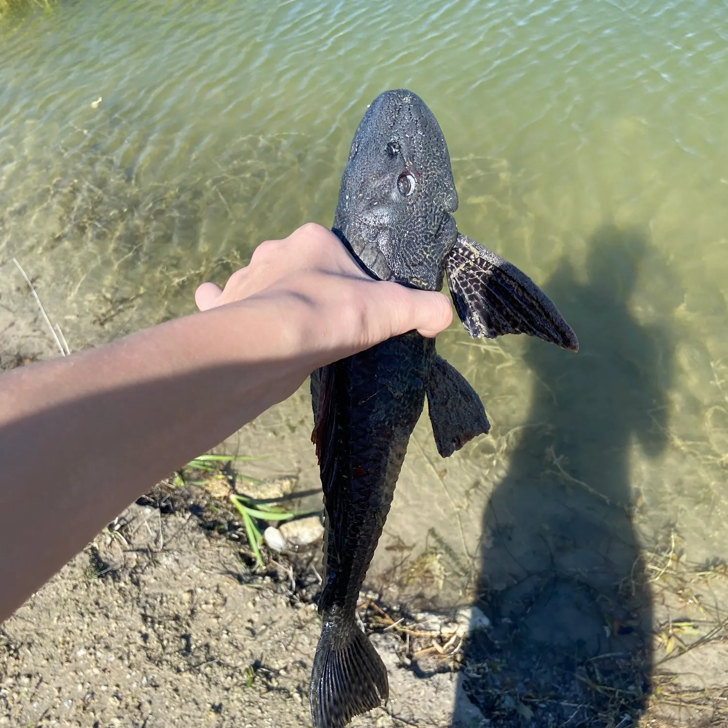 The most recent Suckermouth catfish catches on Fishbrain