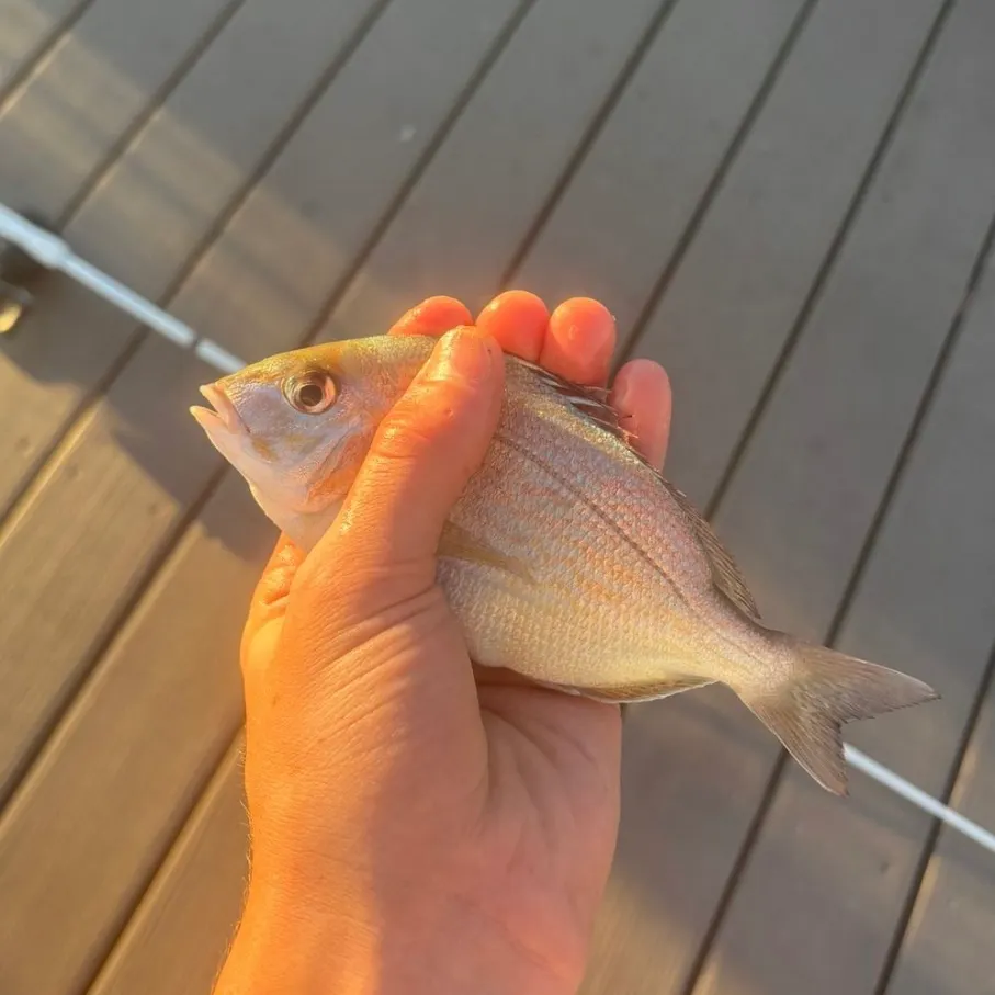 Scup caught on Fishbrain