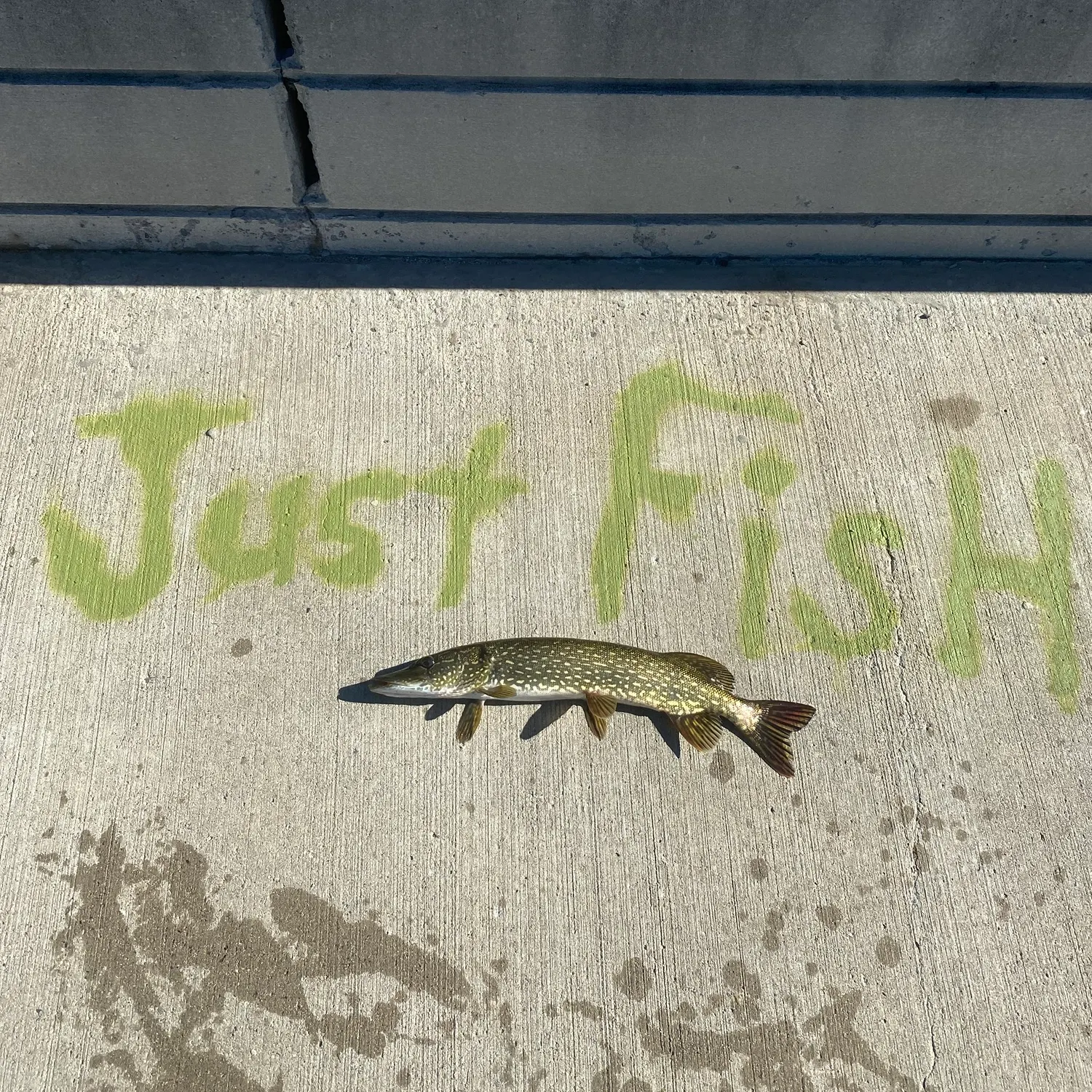 Northern pike caught on Fishbrain