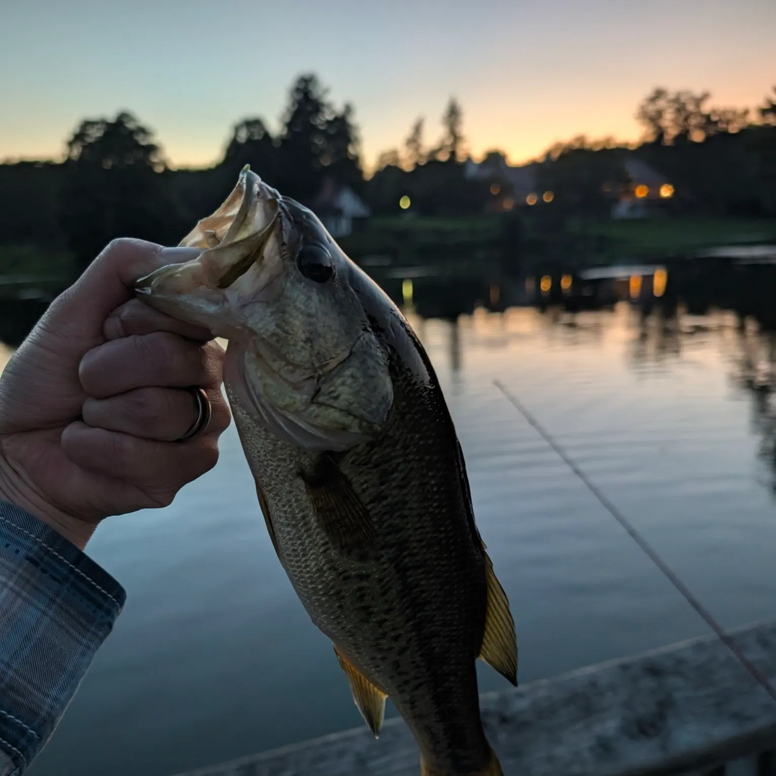 Largemouth bass caught on Fishbrain