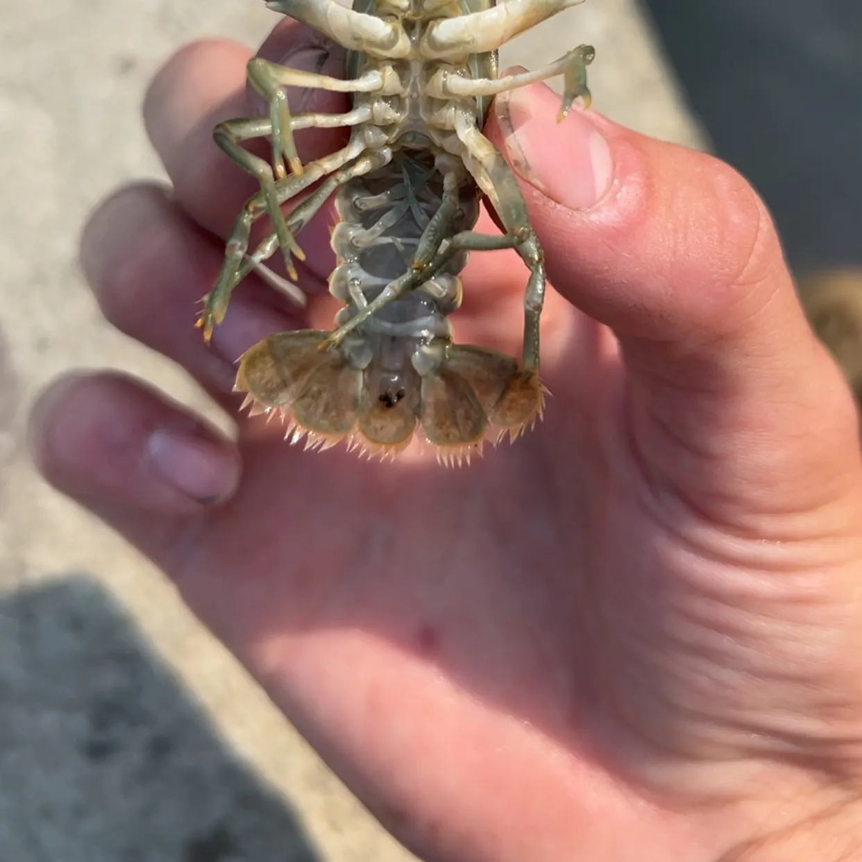 The most recent Allegheny crayfish catches on Fishbrain