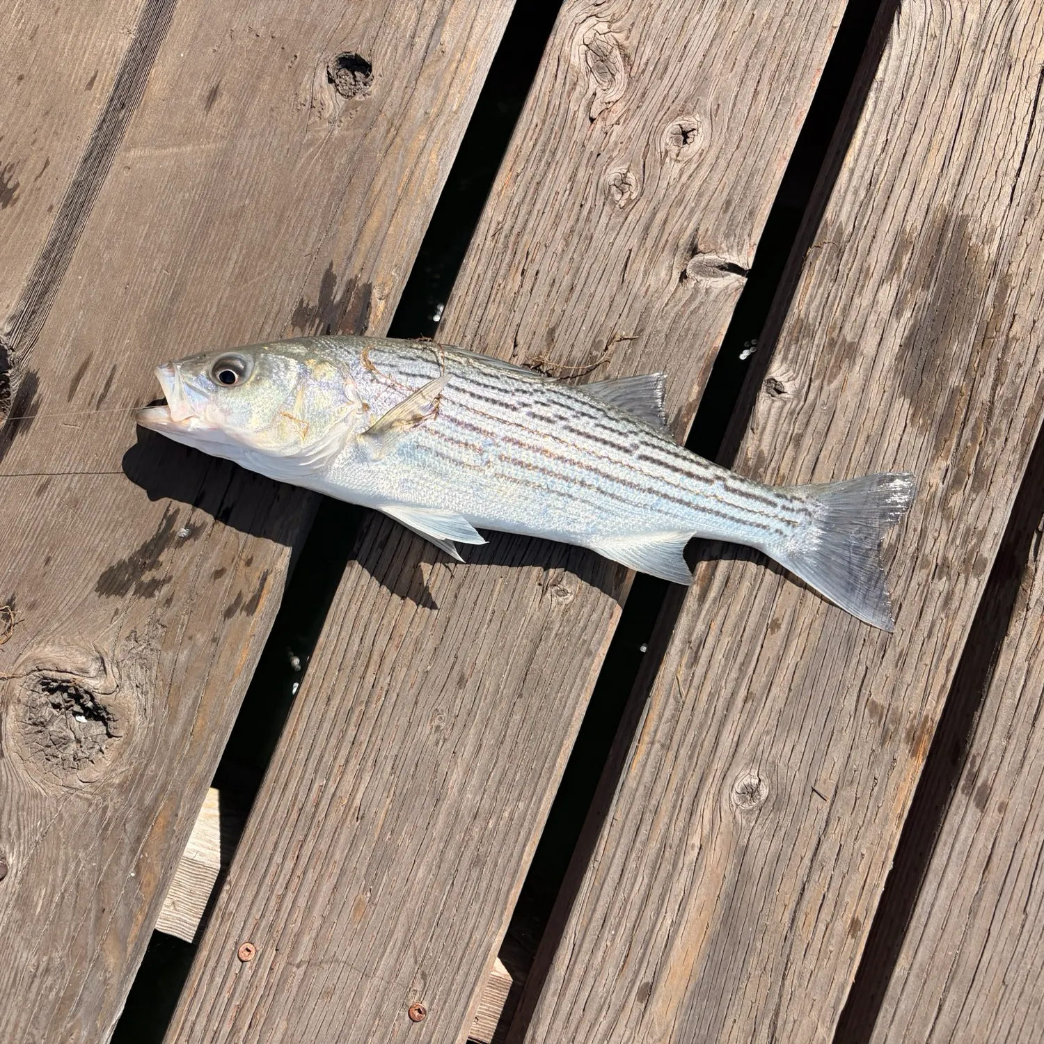 Striped bass caught on Fishbrain